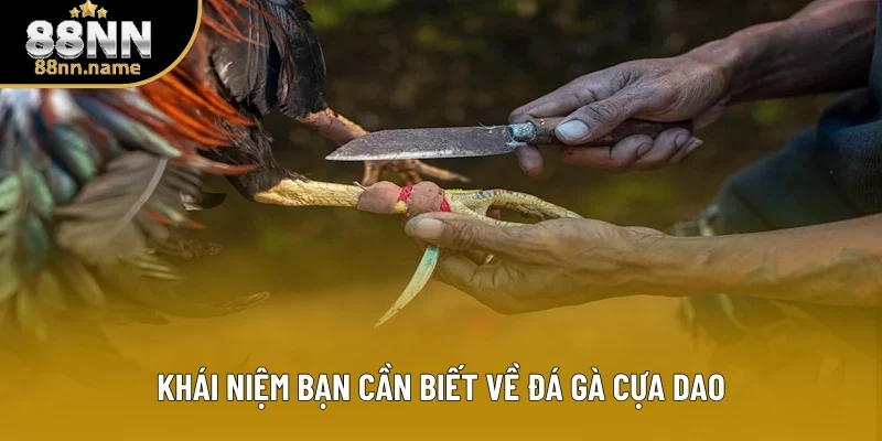 Khái niệm bạn nên biết về đá gà cựa dao Khái niệm bạn nên biết về đá gà cựa dao