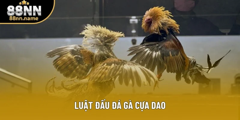 Chi tiết về luật lệ của loại hình cựa dao Chi tiết về luật lệ của loại hình cựa dao